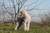BEDLINGTON TERRIER 094